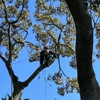Climbers Tree Care Specialist, Inc. gallery