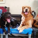 DogWorx - Dog Training Nashville