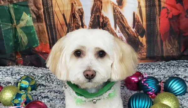 Dapper Dog - East Providence, RI