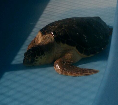 The Turtle Hospital - Marathon, FL