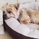 Paw Pair Pet Nannies - Pet Sitting & Exercising Services