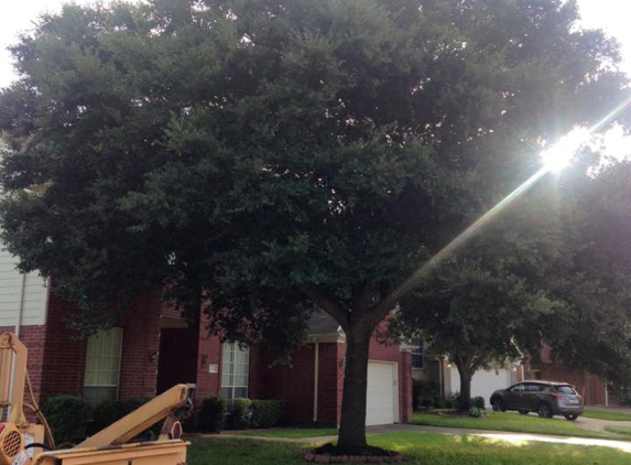 Hollow Tree Service - Houston, TX