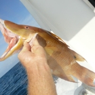 Charter Boat Shark