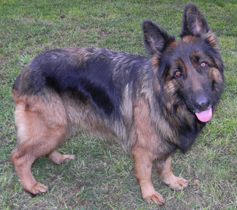 Miles Helmuth, German Shepherd - Fort Worth, TX