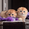 Scottish Fold Kitten Cattery gallery
