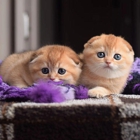 Scottish Fold Kitten Cattery