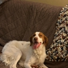 Wachusett Pet Care gallery