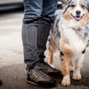 Nature of the Dog - GR Dog Walking Company - Pet Services