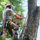 All South Tree Company - Tree Service