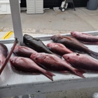 Got Em Fishing Charters and Tours