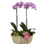 Homestead Floral Designs, Ltd.