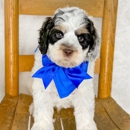 Shasta Royal Monroe - Pet Breeders