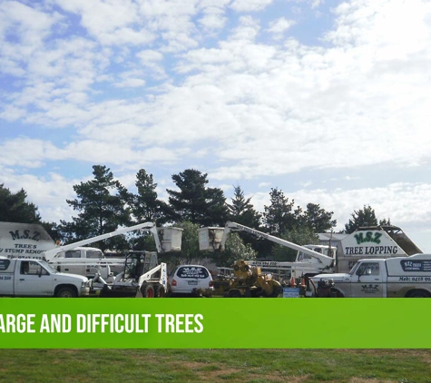 MSZ Tree Lopping Service. Removal Of Large And Difficult Trees