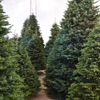 Valley View Christmas Trees gallery