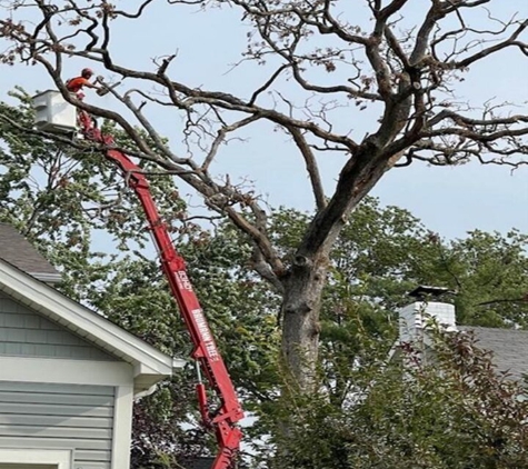 Baumann Tree - Cedar Hill, MO