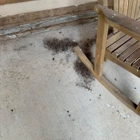 Badger Pest Control