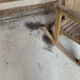 Badger Pest Control
