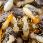 Dewey Pest & Termite Control