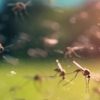 Dispatch Pest Control gallery