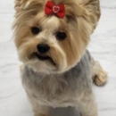 Posh Paws - Pet Grooming