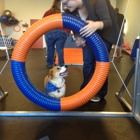 Zom Room Dog Training