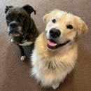 The Service Dog Team Academy - Dog Training