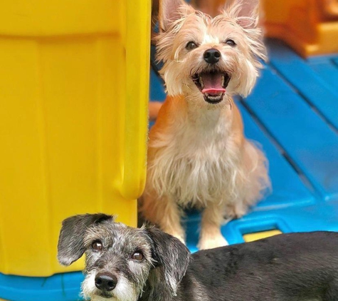 Dog Grooming, Salon and Daycare - Pets Tribe Tx - Katy, TX