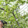 Be a Tree Cremation gallery