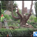 Calwest Sevices - Tree Service