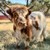 Hairy Heifer Cattle Co gallery