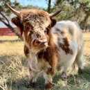 Hairy Heifer Cattle Co - Farms