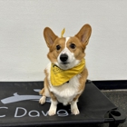 KC Dawgz Dog Training Academy
