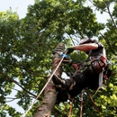 Neal's Tree Service Inc - Tree Service