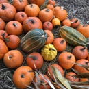 Clancy's Trees & Pumpkins - Christmas Trees