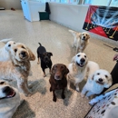 Bayside Pet Resort - Pet Services