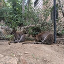 Cheyenne Mountain Zoo - Zoos