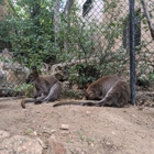 Cheyenne Mountain Zoo