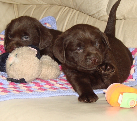 Cherry Oaks Labradors - Beaumont, CA. CHERRY OAKS ENGLISH CHOCOLATE PUPPIES