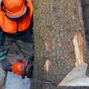 Gifford Brothers Inc Tree Service - Arborists