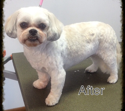 Petite Paw Grooming - West Danville, VT