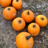 Rocky Top Fruit Farm gallery