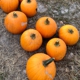 Rocky Top Fruit Farm