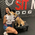 Sit Means Sit Dog Training Orlando