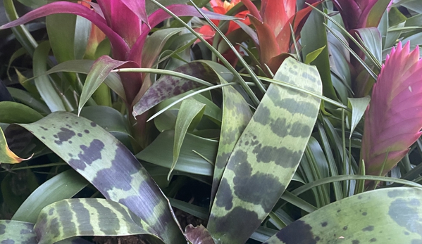 Nelson's Greenhouse - West Hills, CA. Look at the price behind that bromeliad ������������