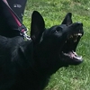 True Angel K9 Training gallery