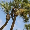 Peace Of Mind Tree Trimming - Tree Service