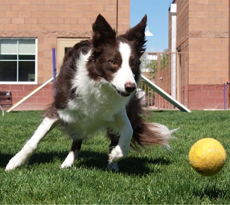 Pet Paradise - Rio Rancho, NM