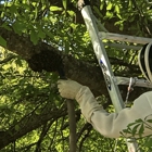 CC Honey Bee Removal