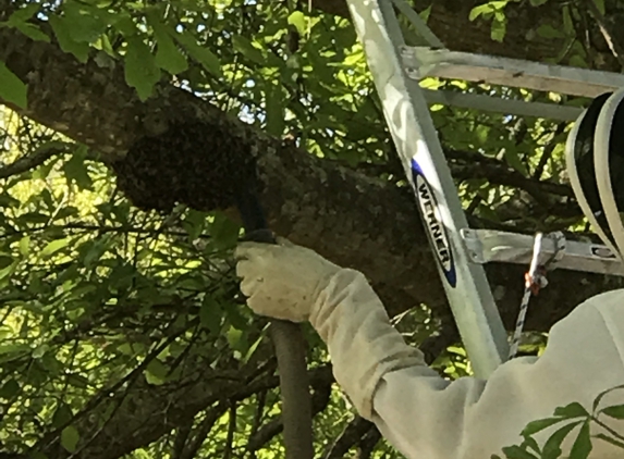 CC Honey Bee Removal - Picayune, MS. Close up removal