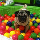 The Green Spot Omaha - Pet Services